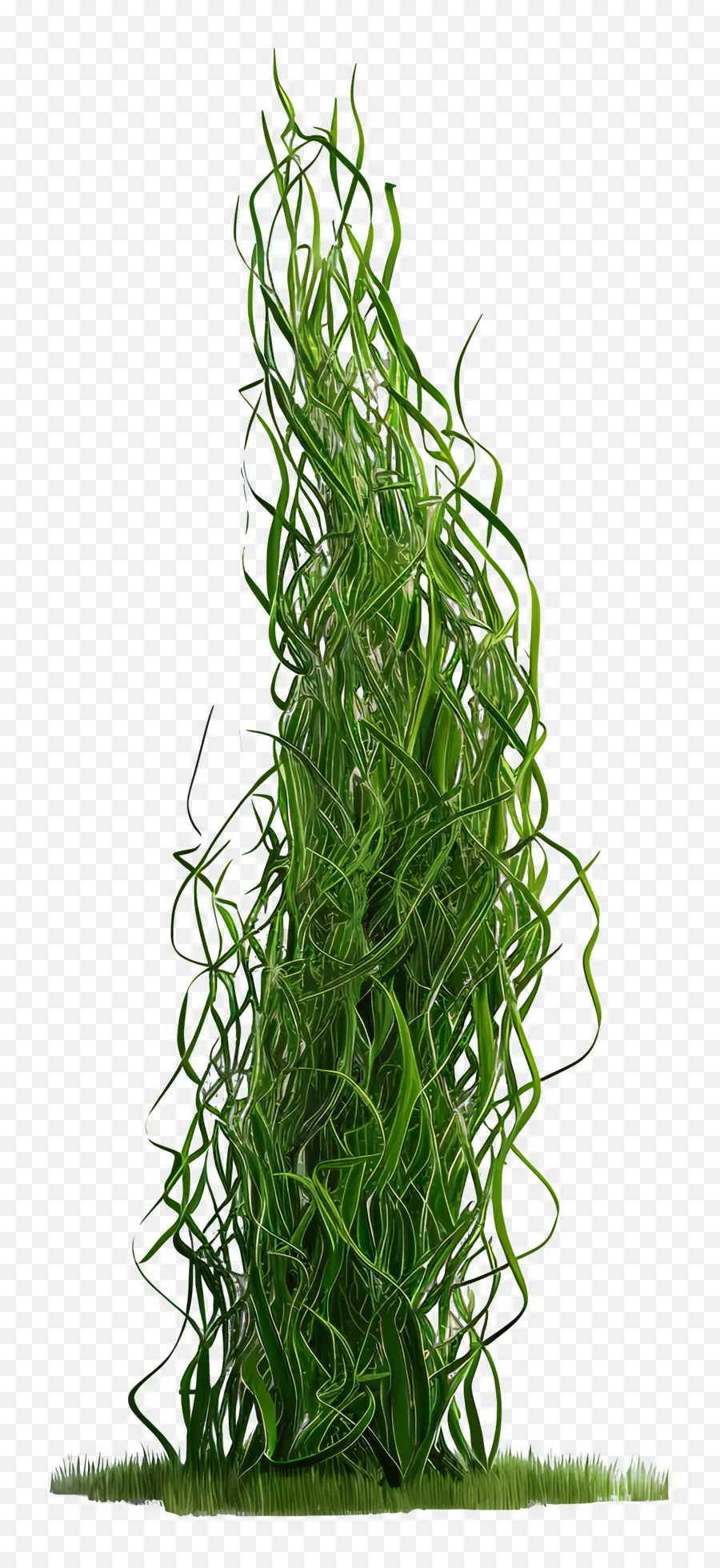 Herbe Longue，Herbe Verte Haute PNG