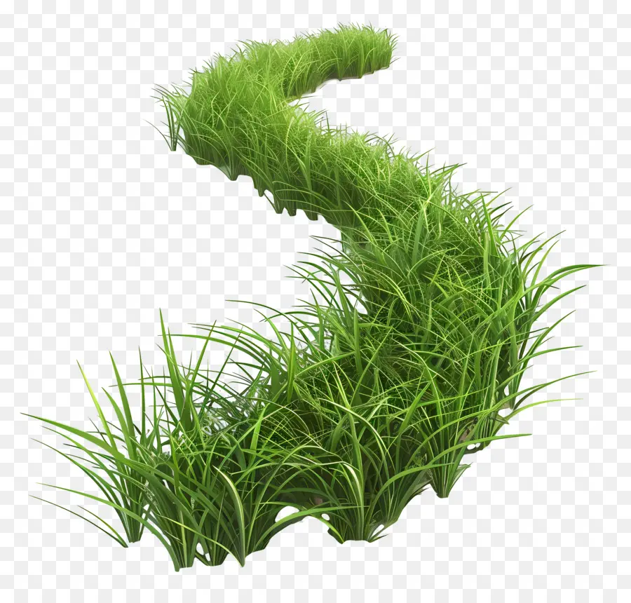 Herbe Longue，Herbe Verte PNG