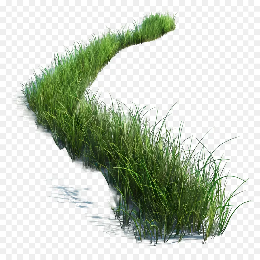 Herbe Longue，Herbe Verte PNG