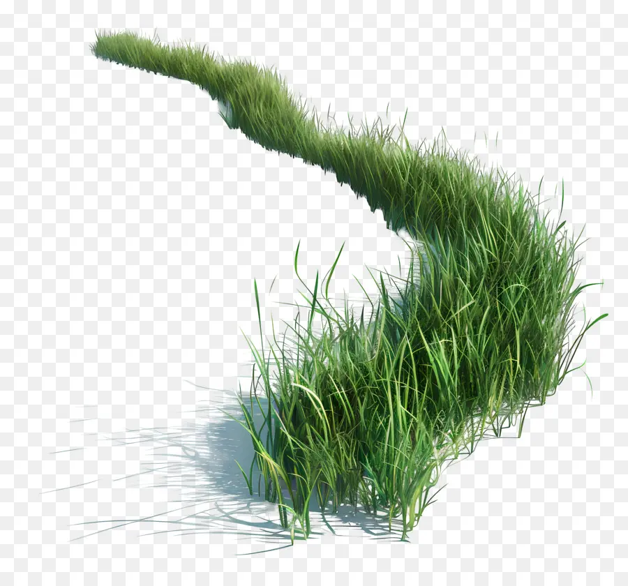 Herbe Longue，Herbe Verte PNG