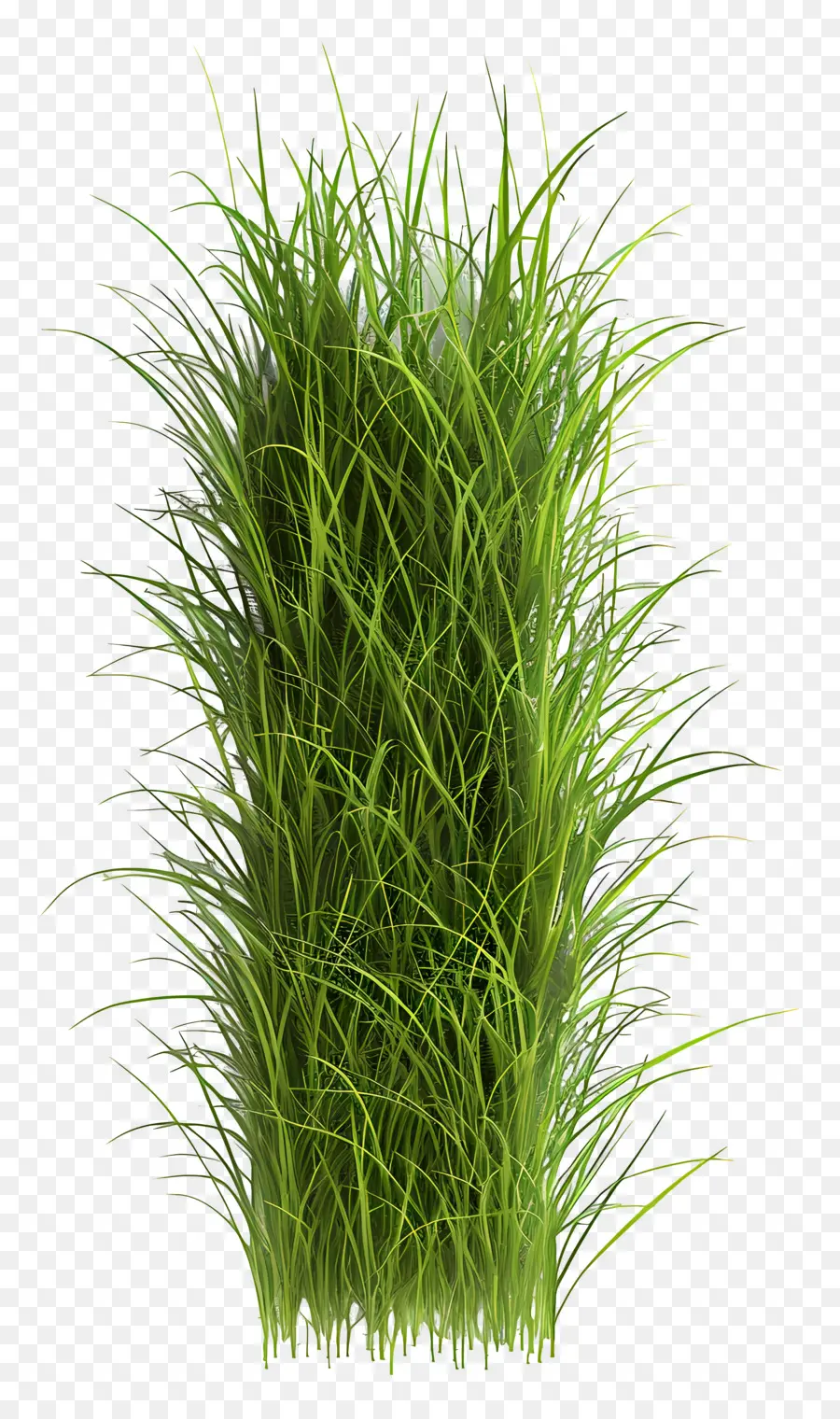 Herbe Longue，Herbe Verte PNG