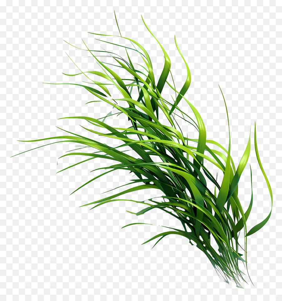 Herbe Longue，Algue PNG