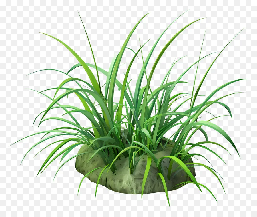 Herbe Longue，Champ D'herbe PNG