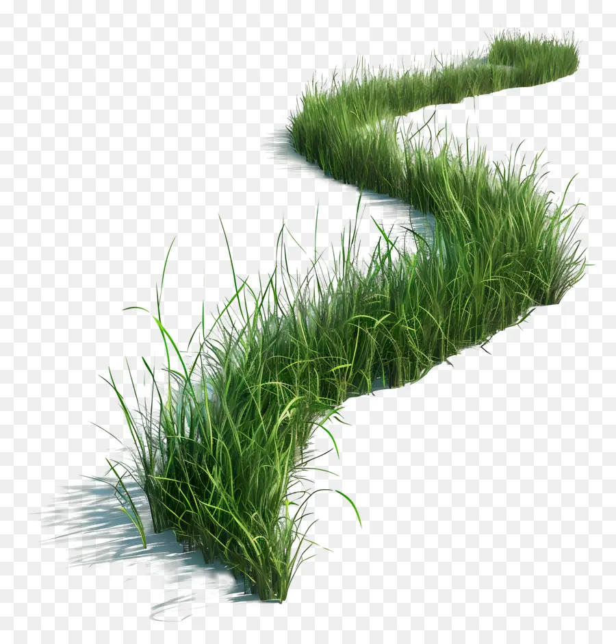 Herbe Longue，Herbe Verte PNG