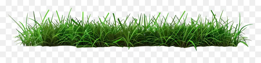 Herbe Longue，Herbe PNG