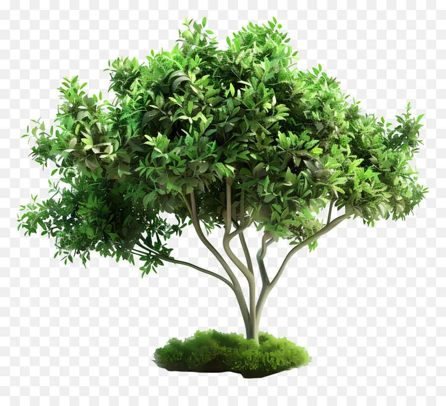 Arbre Animé，Arbre PNG