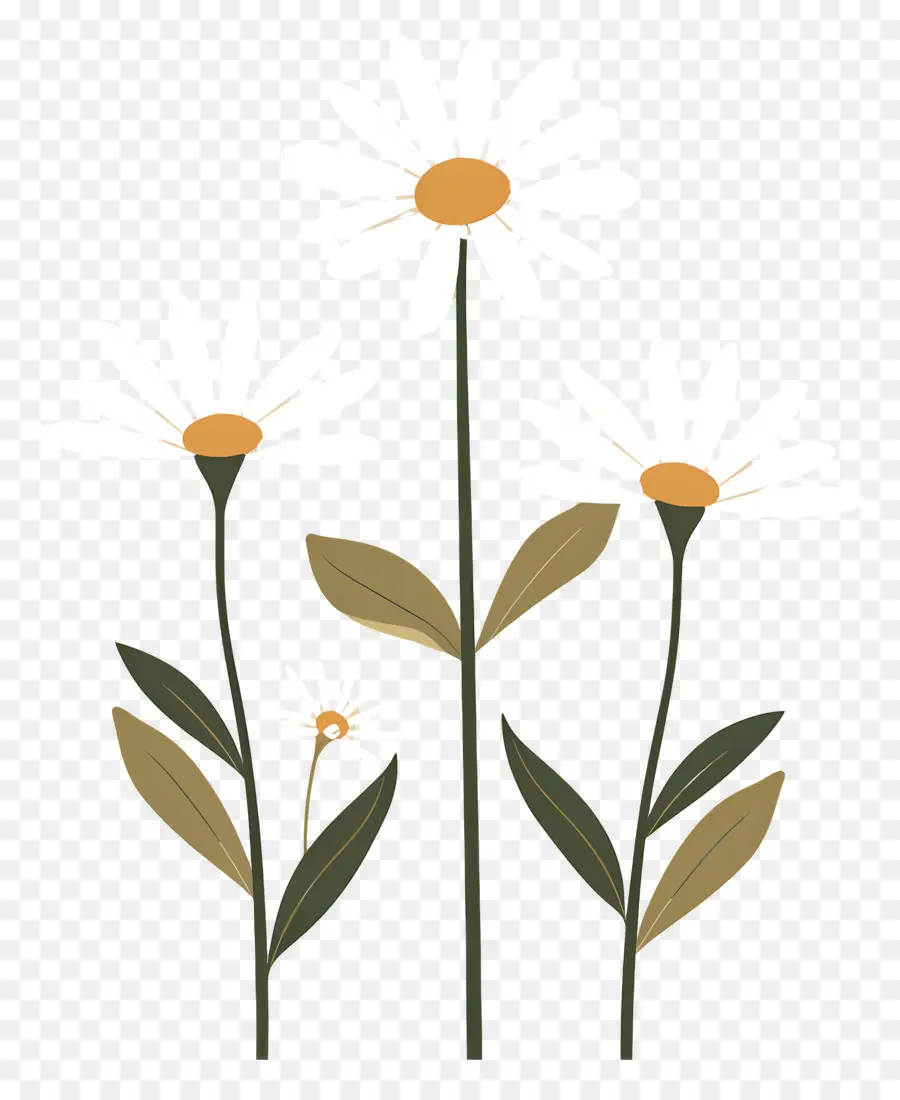 Fleurs Marguerite，Fleurs Simples PNG