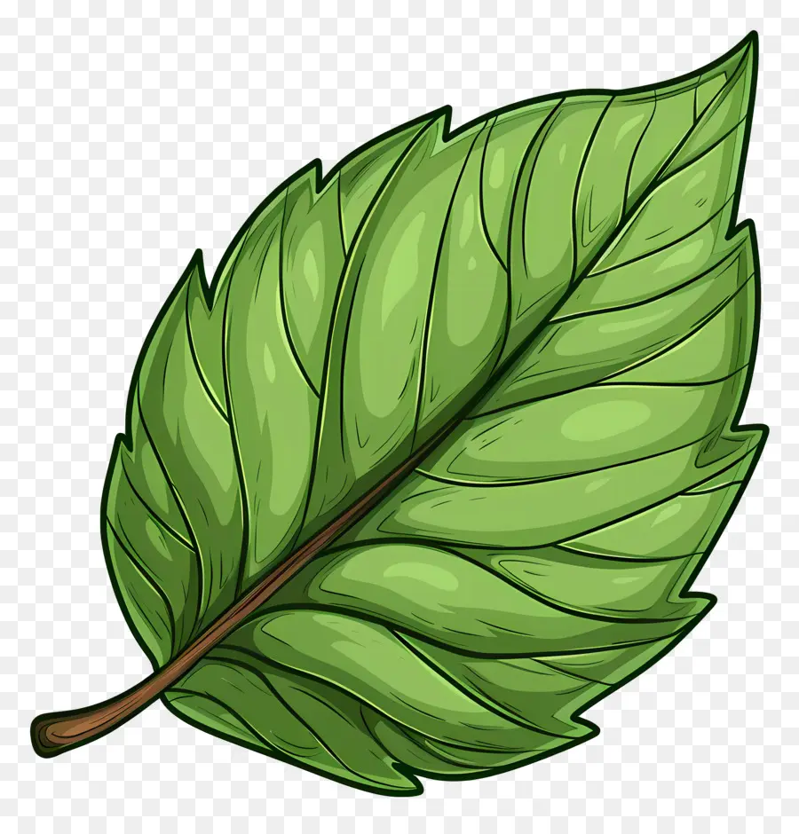 Feuille Unique，Feuille Verte PNG