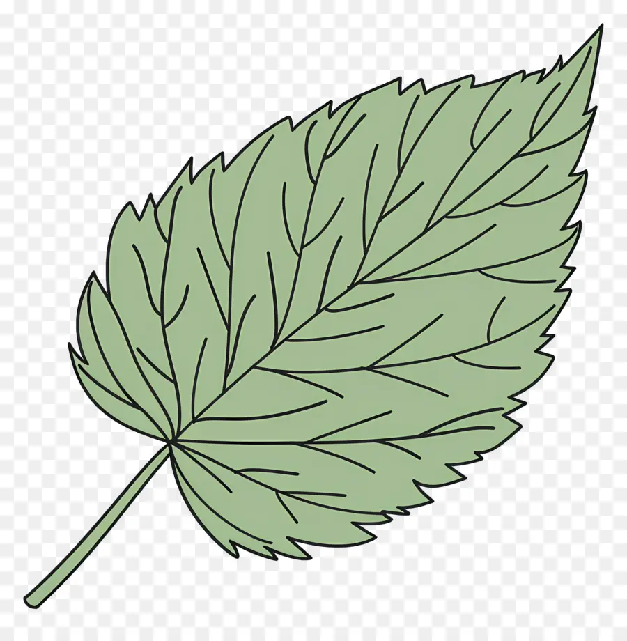 Feuille Unique，Feuilles Vertes PNG