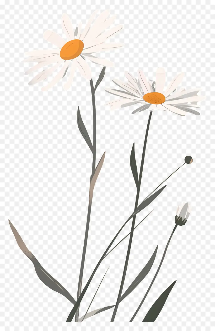 Fleurs Marguerite，Marguerites PNG