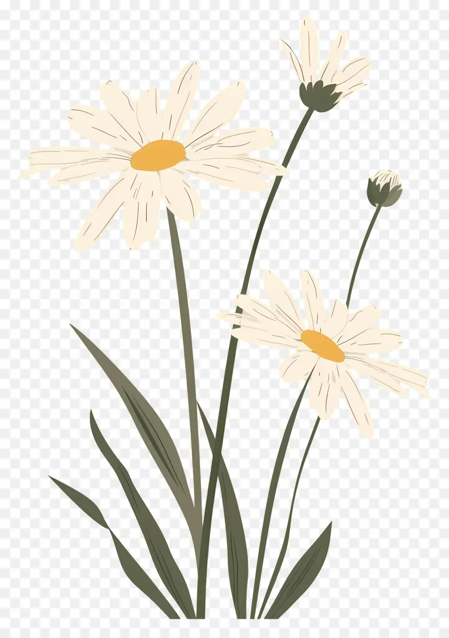 Fleurs Marguerite，Fleurs De Marguerite PNG