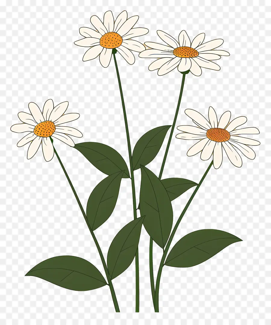 Fleurs Marguerite，Marguerites PNG