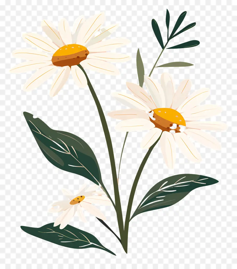 Fleurs Marguerite，Marguerite PNG