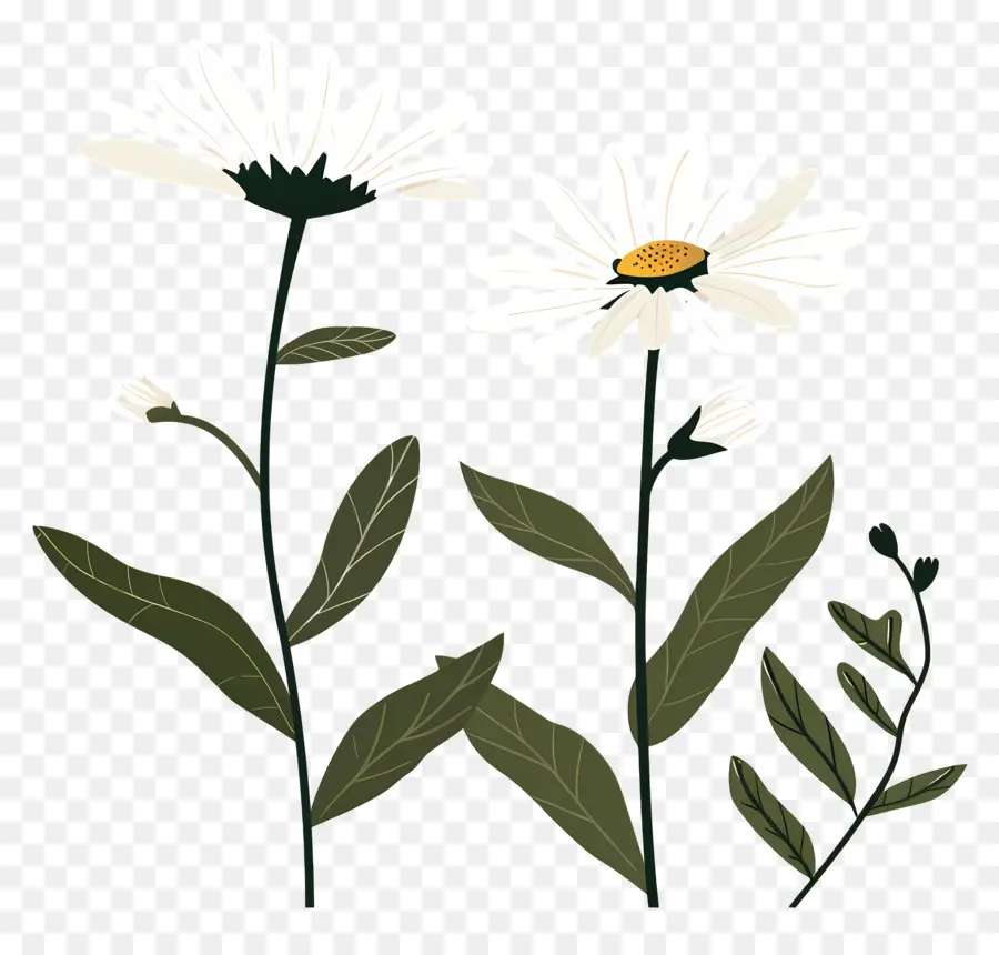 Fleurs Marguerite，Fleurs Blanches PNG