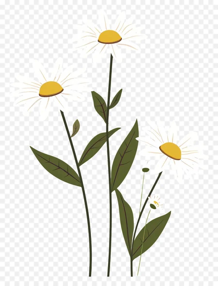 Fleurs Marguerite，Fleurs Simples PNG