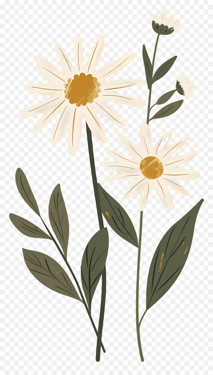 Fleurs Marguerite，Marguerites PNG