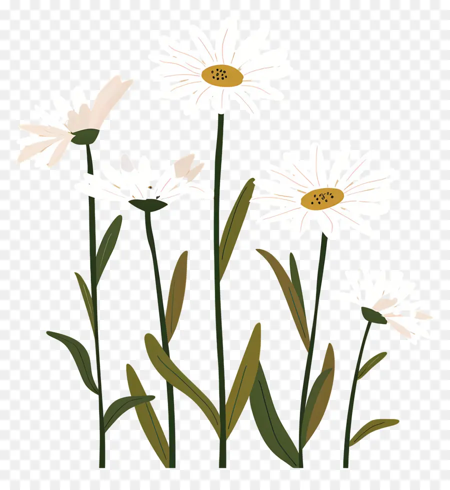 Fleurs Marguerite，Marguerites Simples PNG