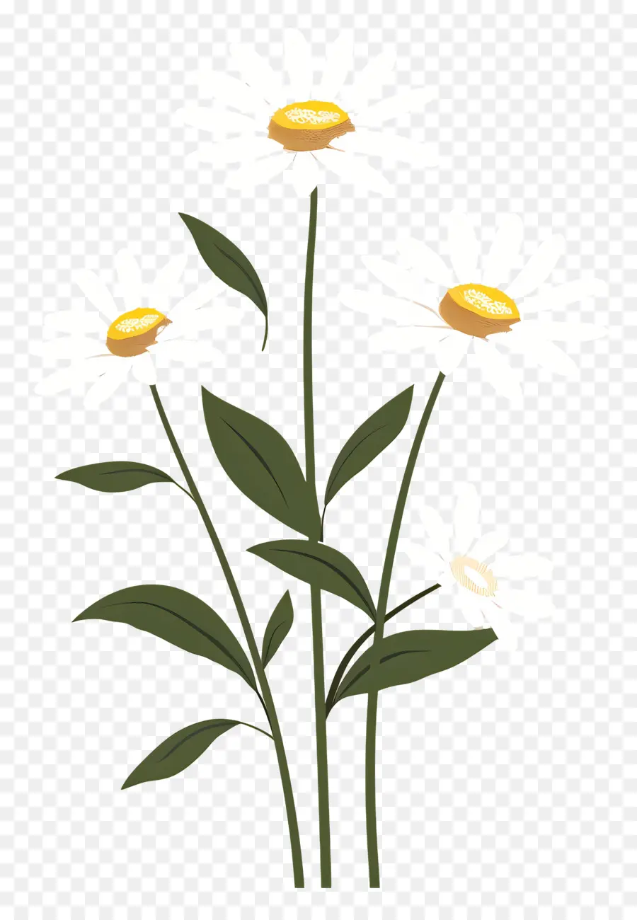 Fleurs Marguerite，Marguerites PNG