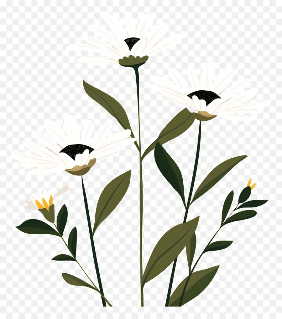 Fleurs Marguerite，Fleurs Blanches PNG