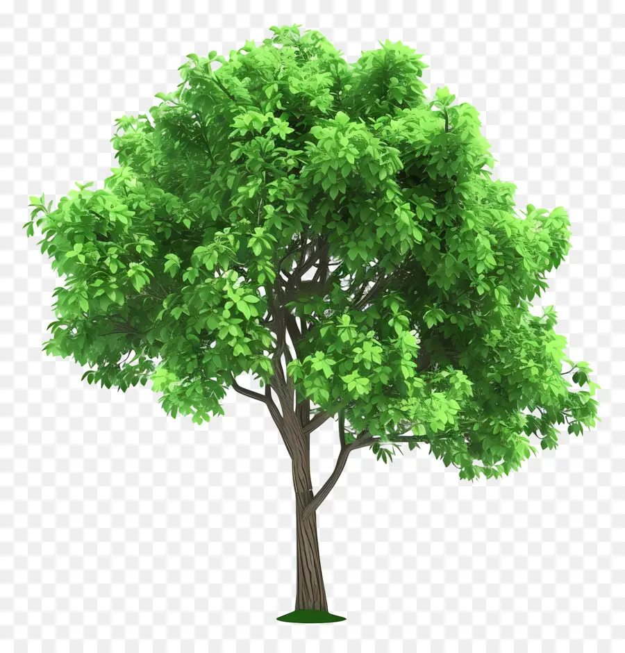 Arbre Animé，Arbre Vert PNG