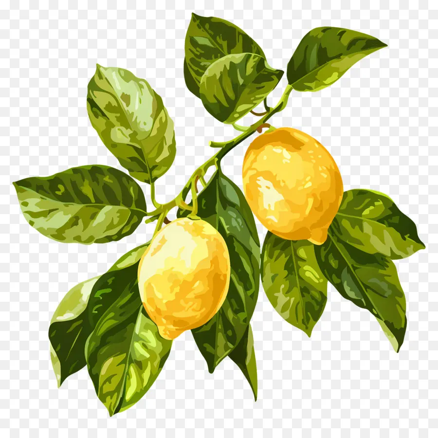 Aquarelle Citron，Citrons Jaunes PNG