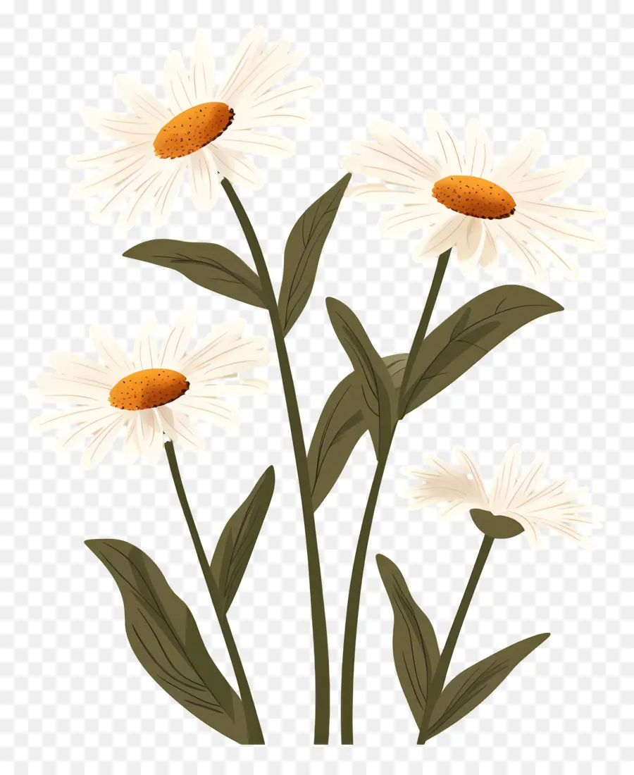 Fleurs Marguerite，Marguerites PNG