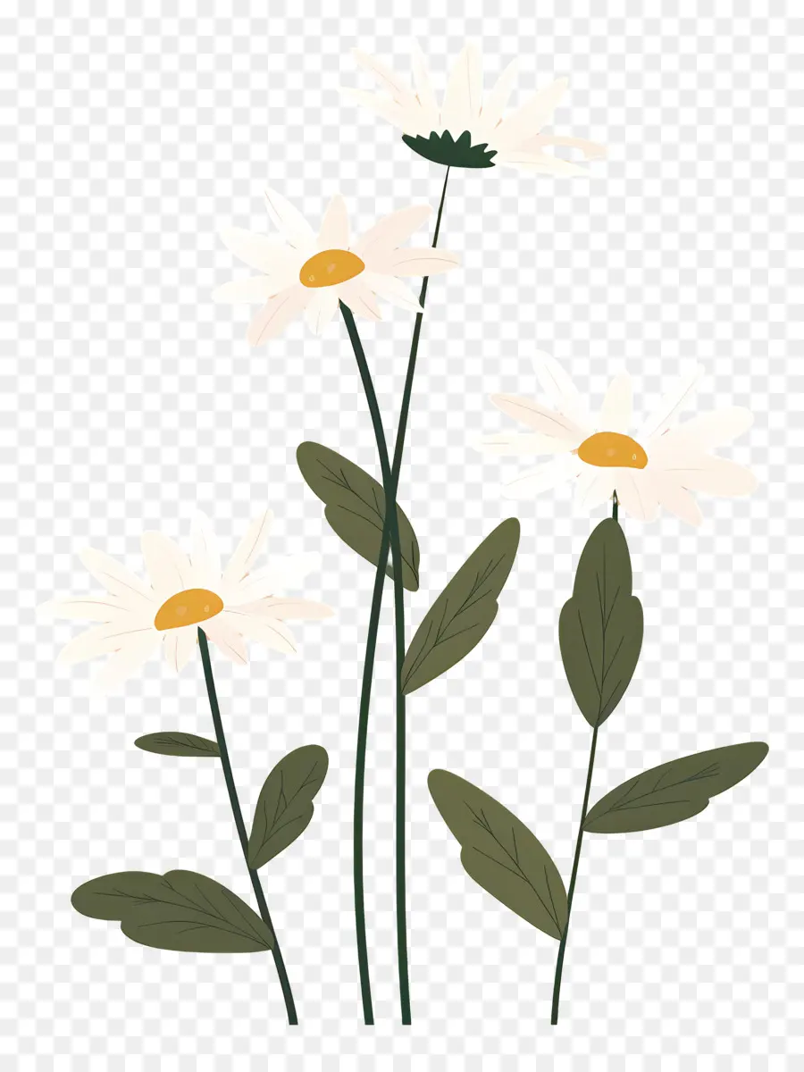 Fleurs Marguerite，Marguerites Simples PNG