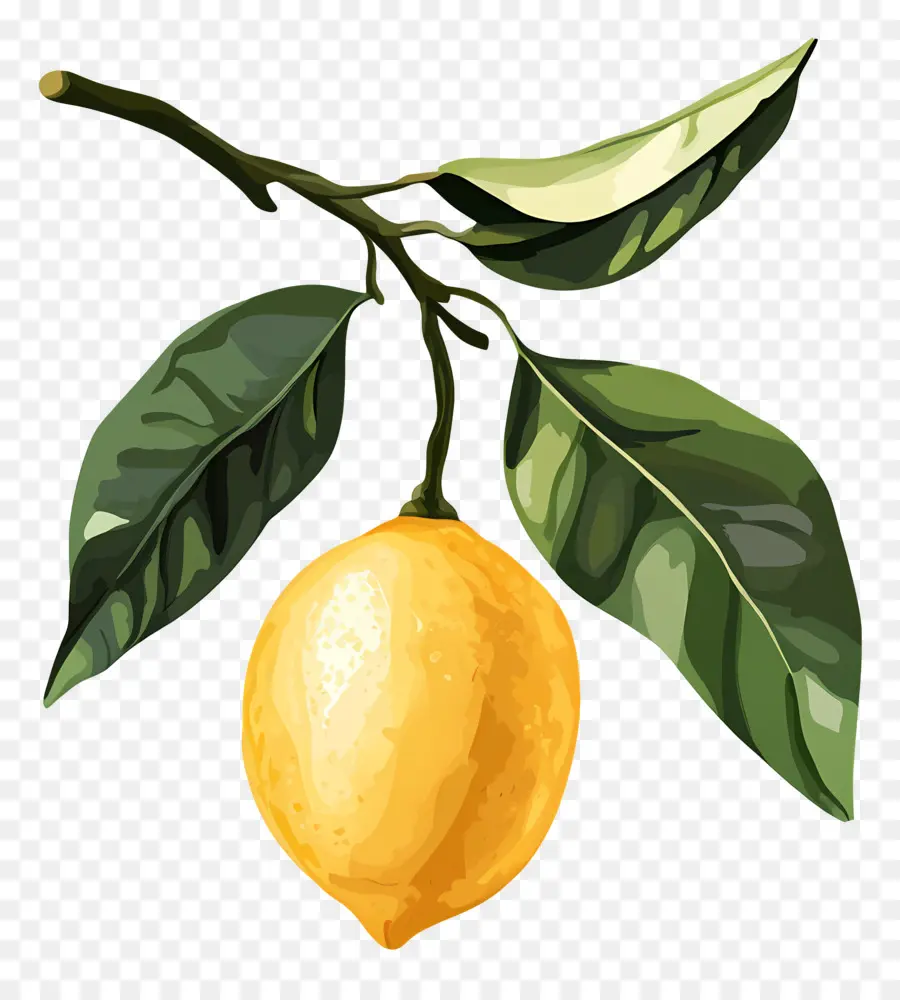 Aquarelle Citron，Citron PNG