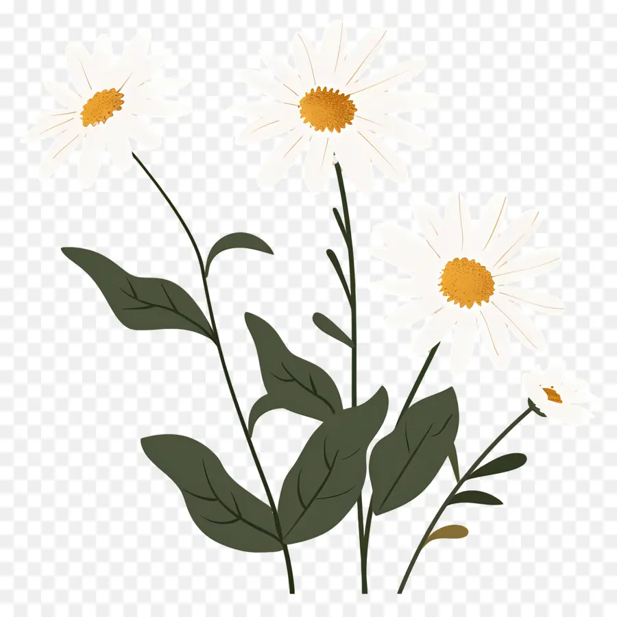 Fleurs Marguerite，Marguerites Artistiques PNG