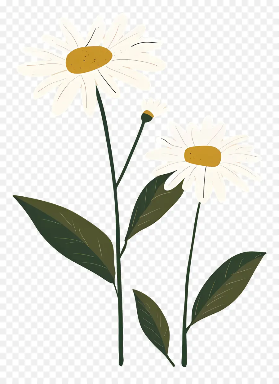 Fleurs Marguerite，Marguerites PNG