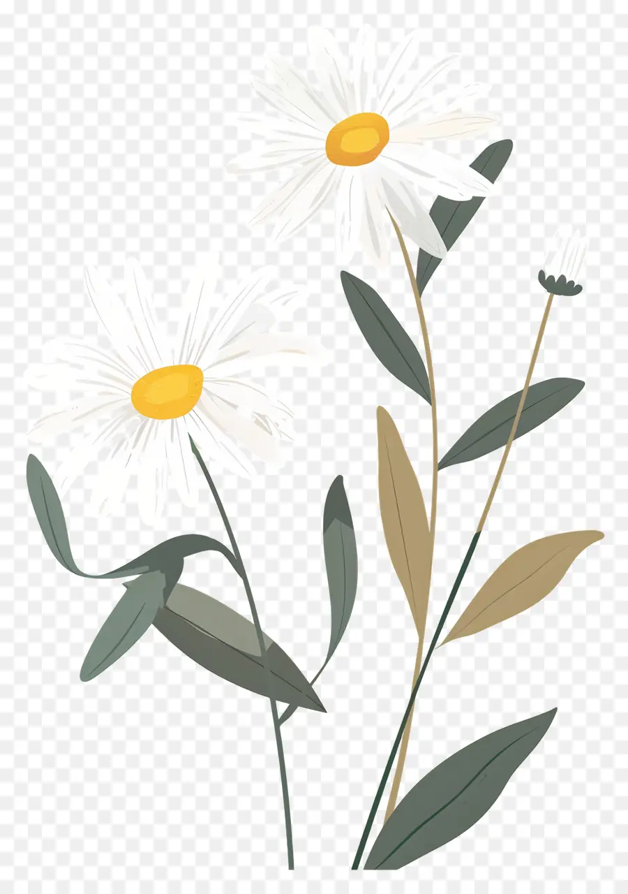 Fleurs Marguerite，Marguerites Artistiques PNG