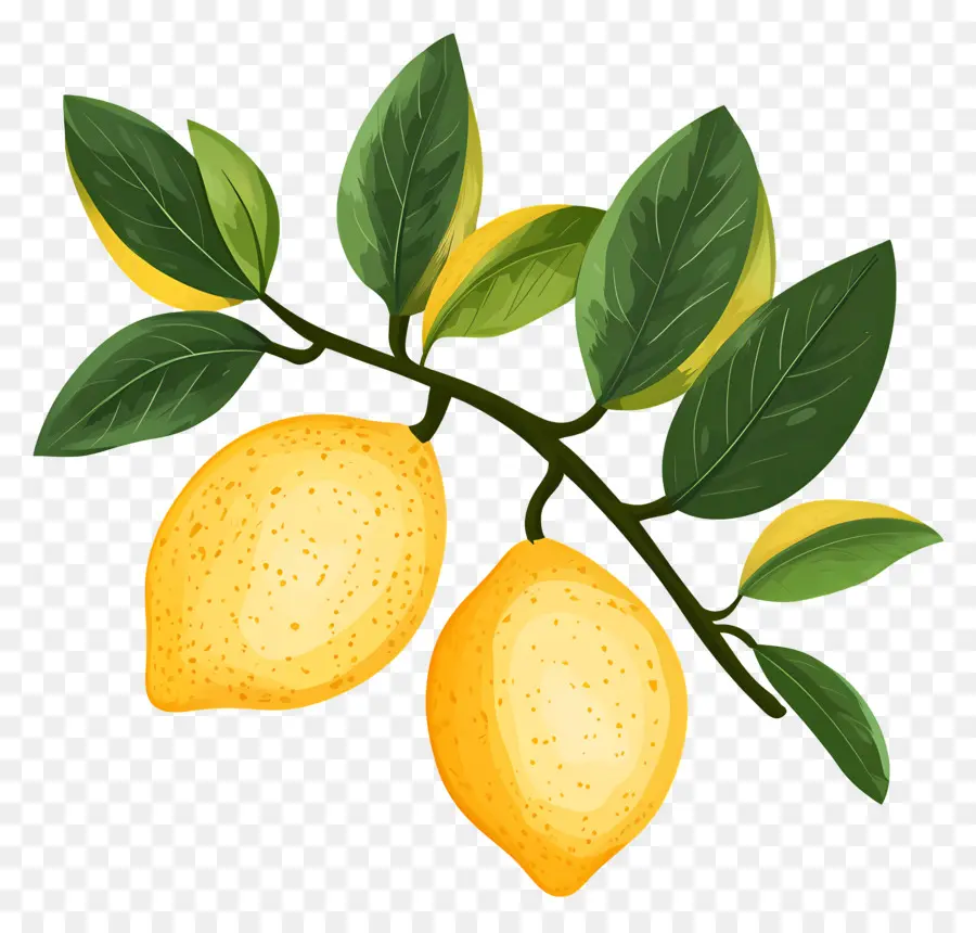 Aquarelle Citron，Citrons Jaunes PNG