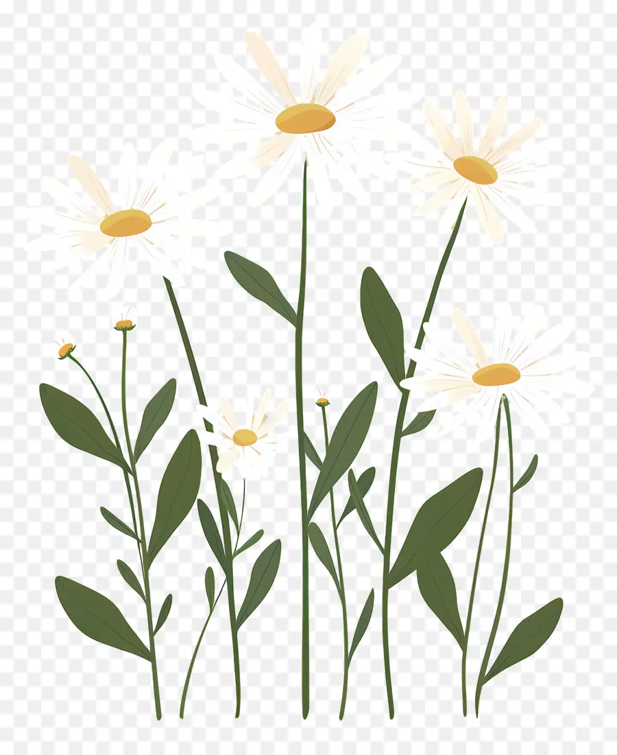 Fleurs Marguerite，Fleurs Simples PNG