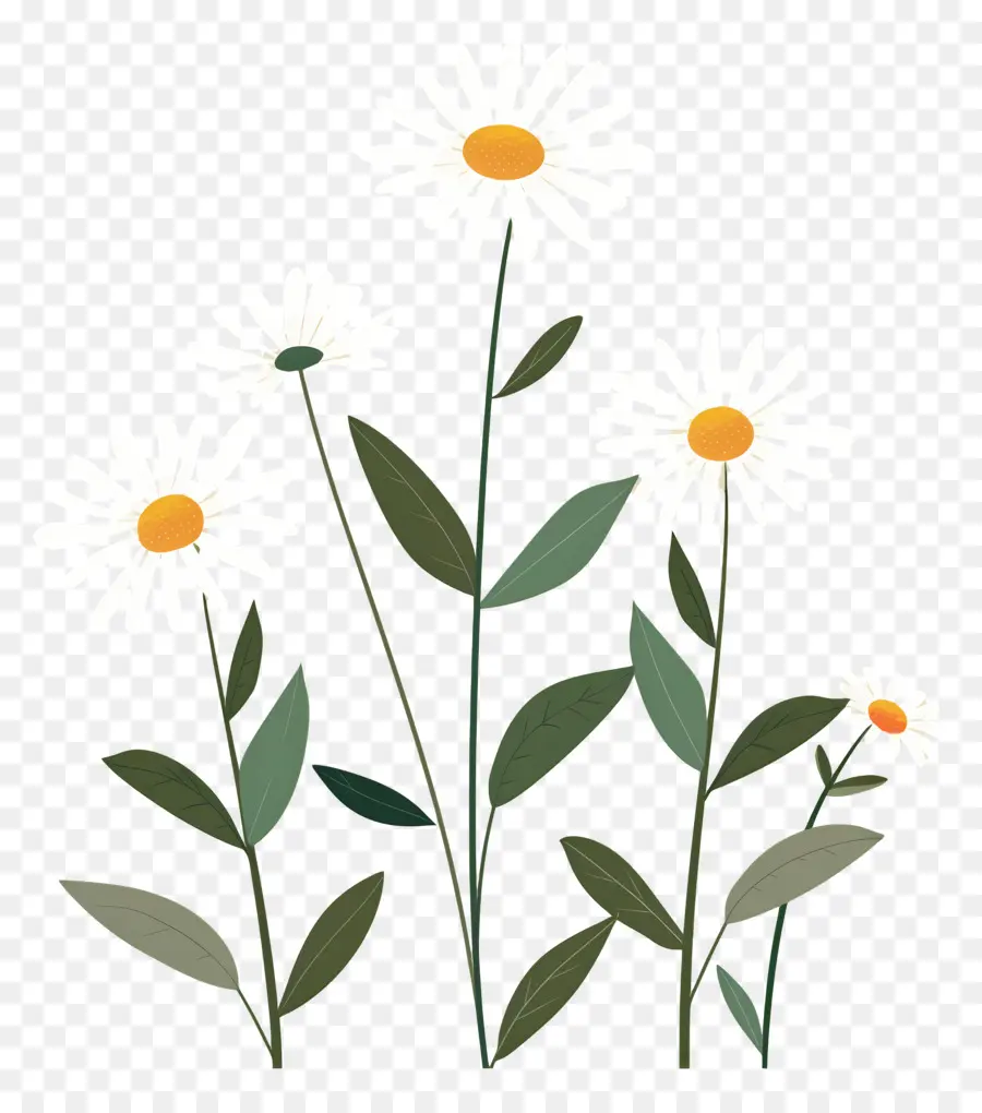 Fleurs Marguerite，Fleurs Simples PNG