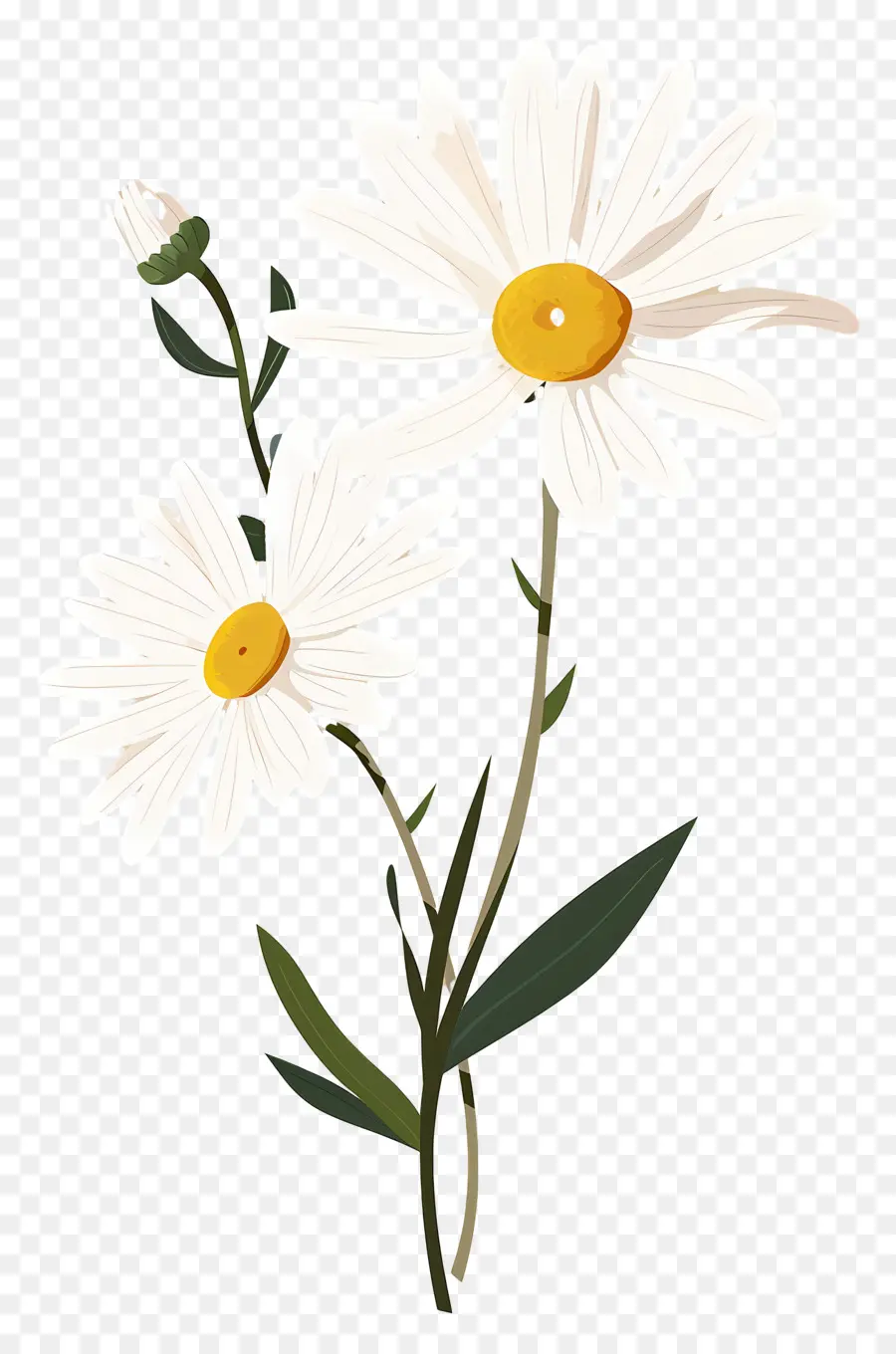 Fleurs Marguerite，Marguerites PNG