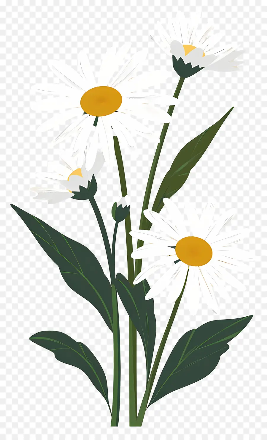 Fleurs Marguerite，Marguerites PNG