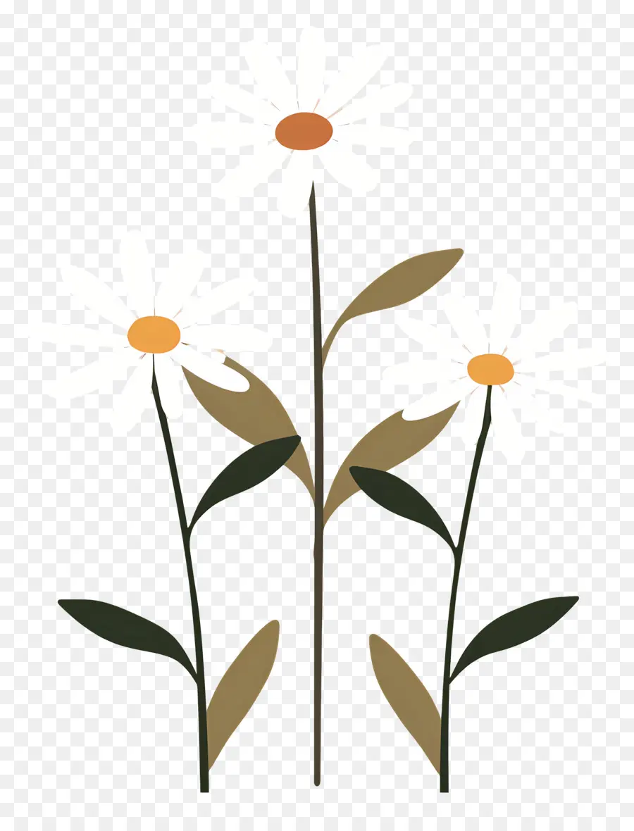 Fleurs Marguerite，Fleurs Simples PNG