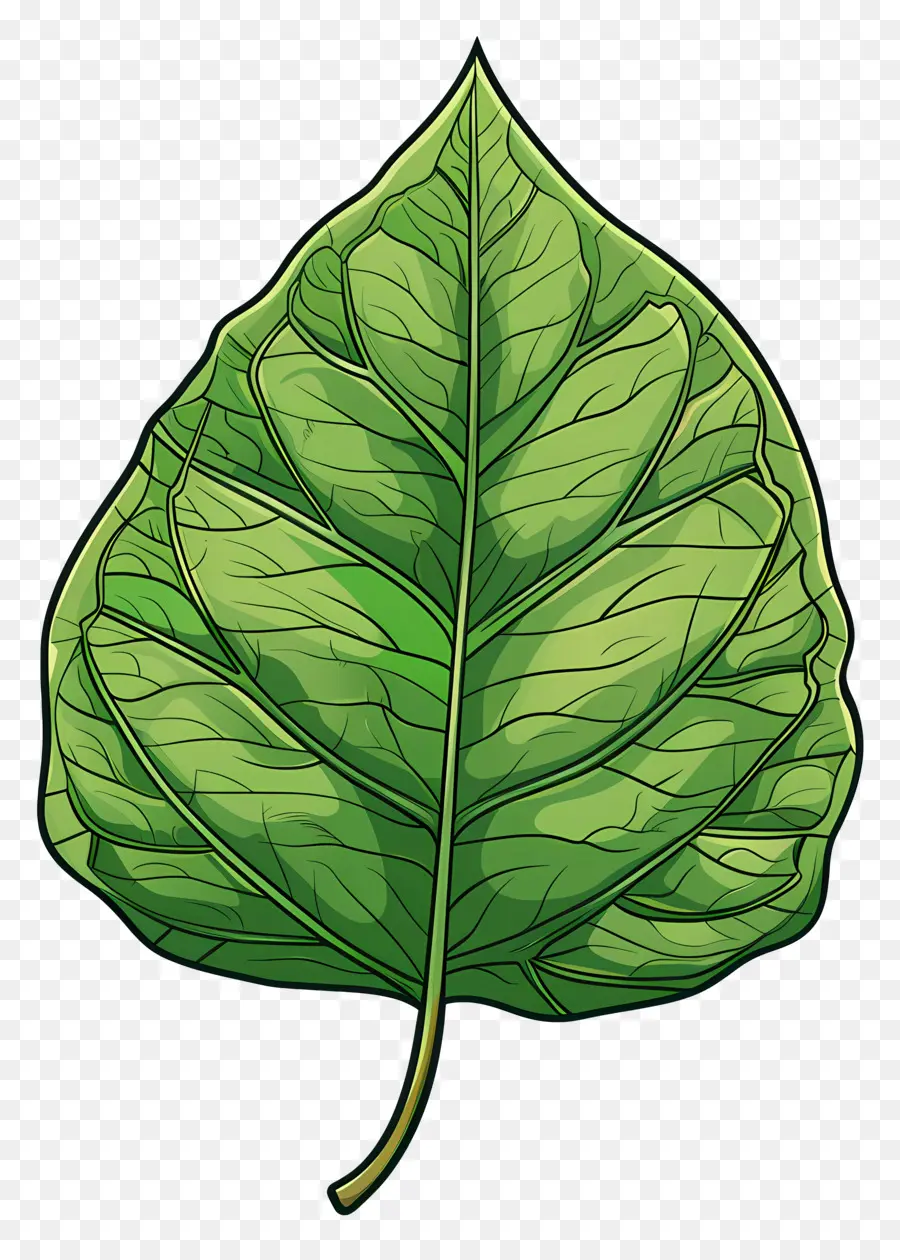 Feuille Unique，Feuille Verte PNG