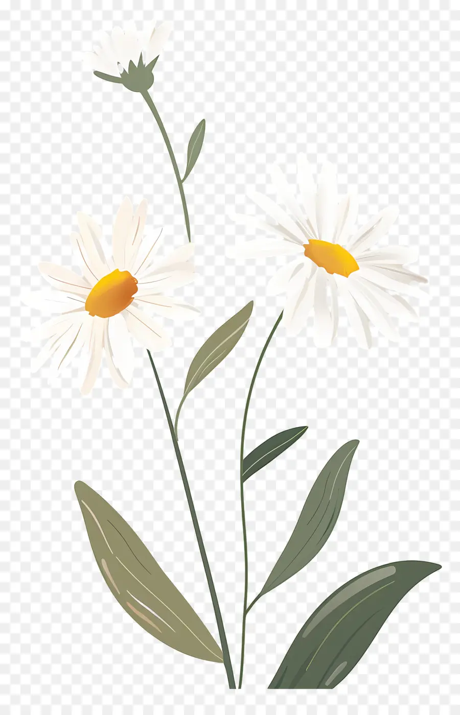 Fleurs Marguerite，Marguerites PNG