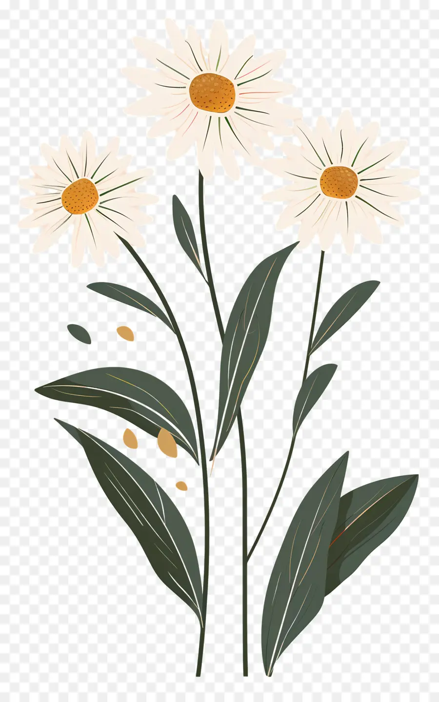 Fleurs Marguerite，Marguerites PNG