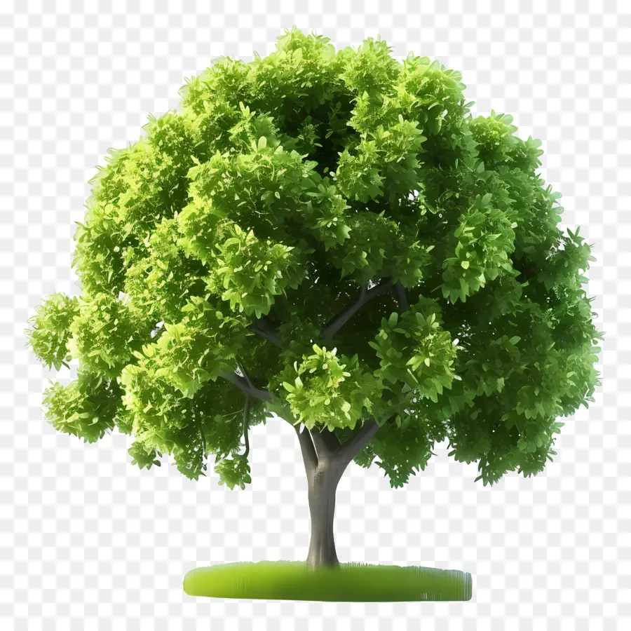 Arbre Animé，Arbre Vert PNG