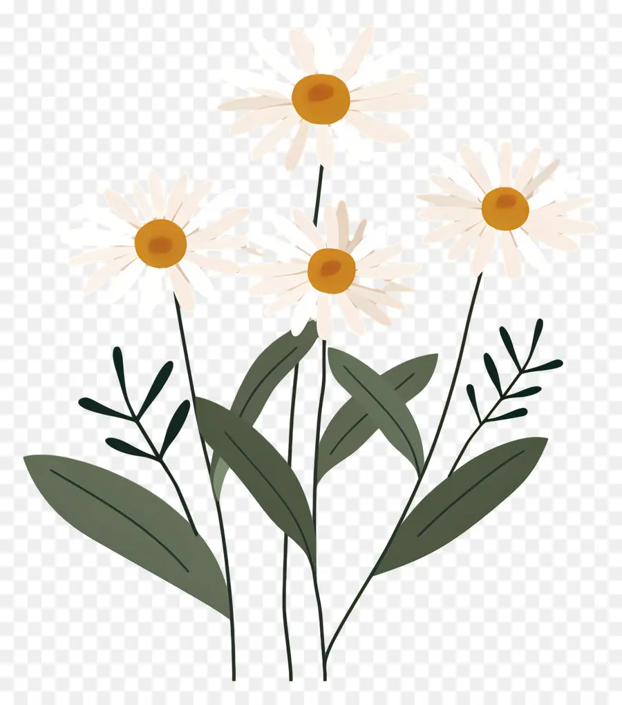 Fleurs Marguerite，Marguerites Simples PNG