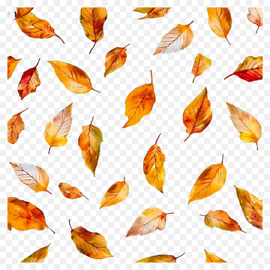 Modèle De Thanksgiving，Feuilles Qui Tombent PNG