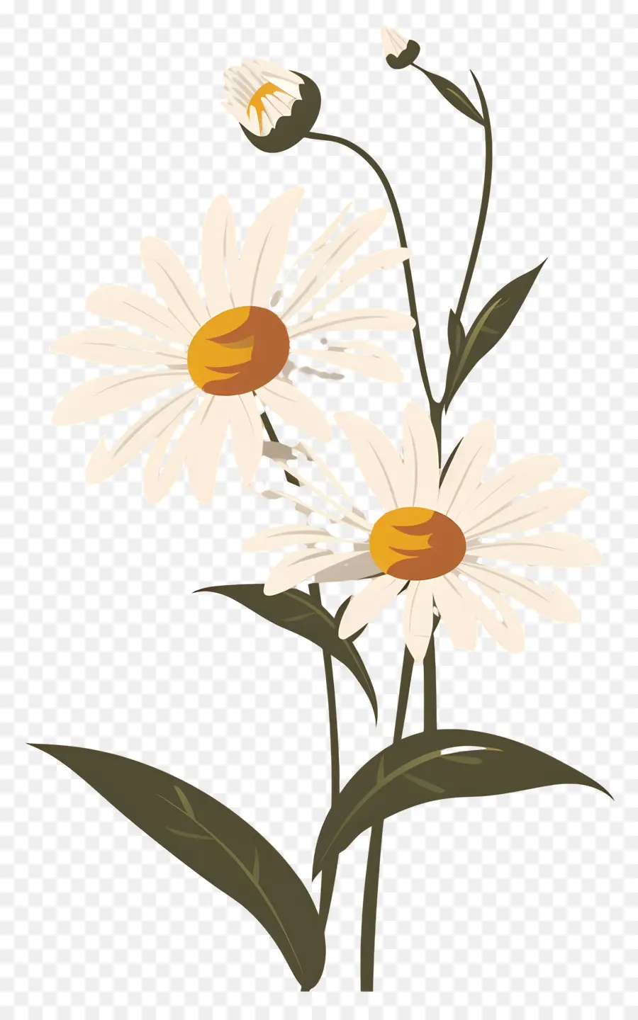 Fleurs Marguerite，Marguerites PNG