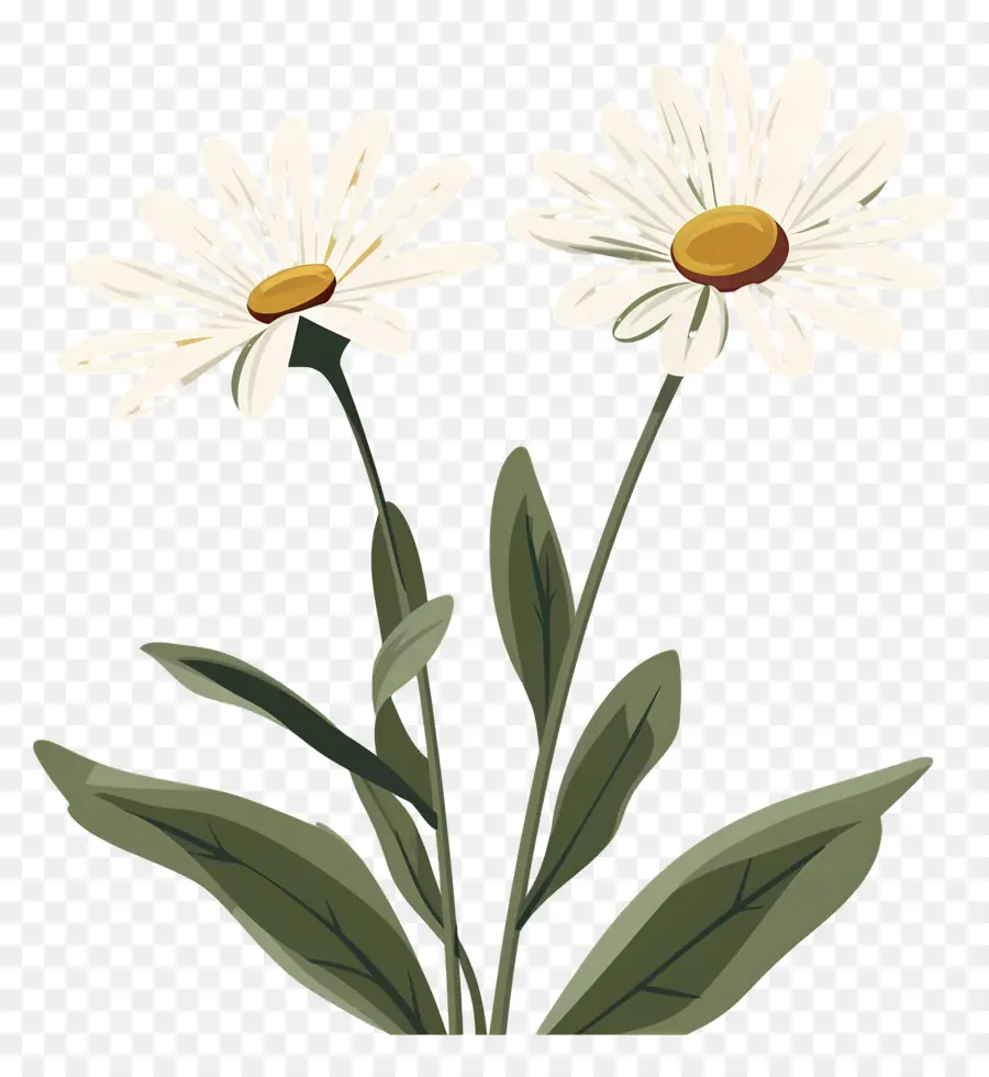 Fleurs Marguerite，Fleurs De Marguerite PNG