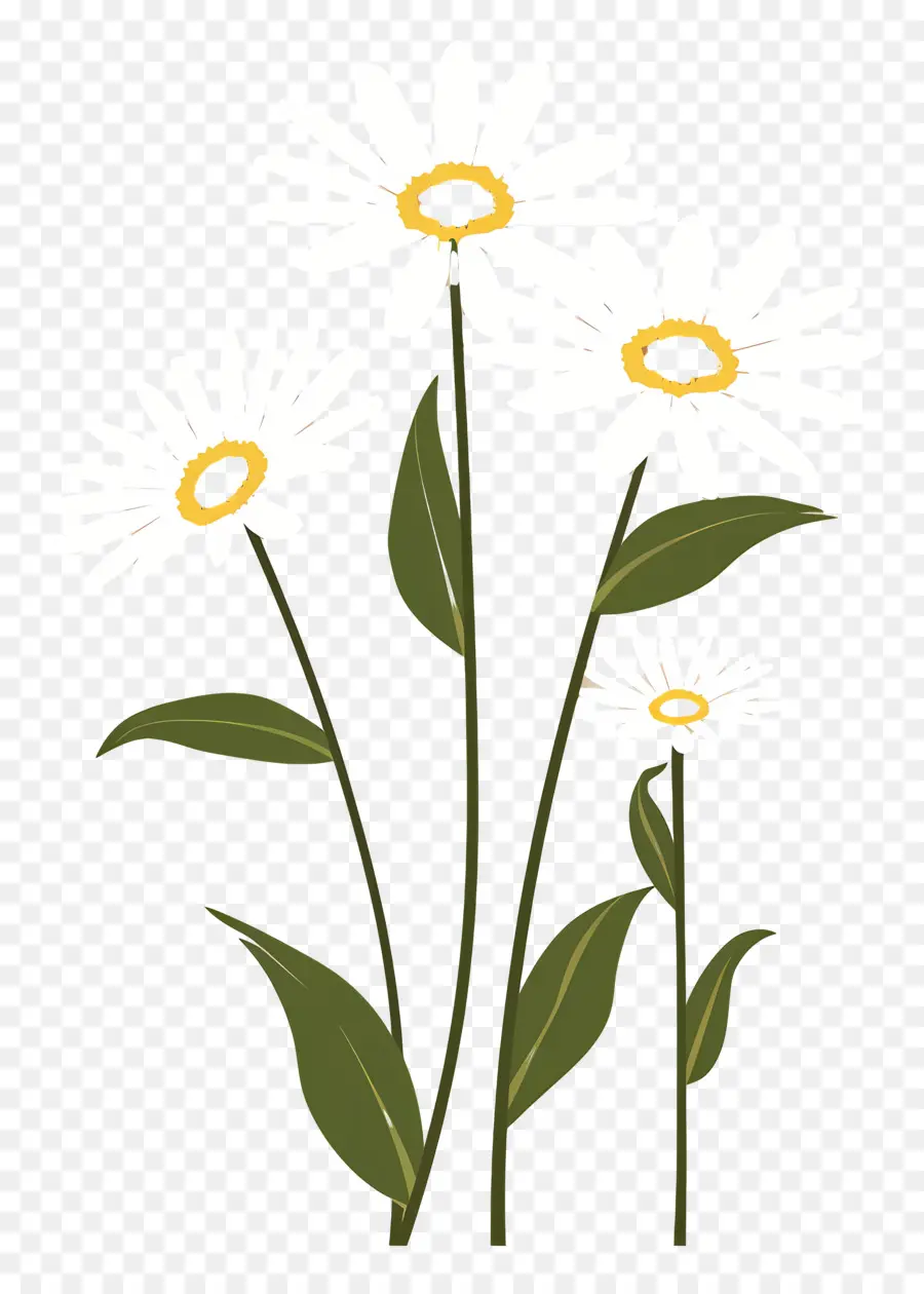 Fleurs Marguerite，Marguerites PNG