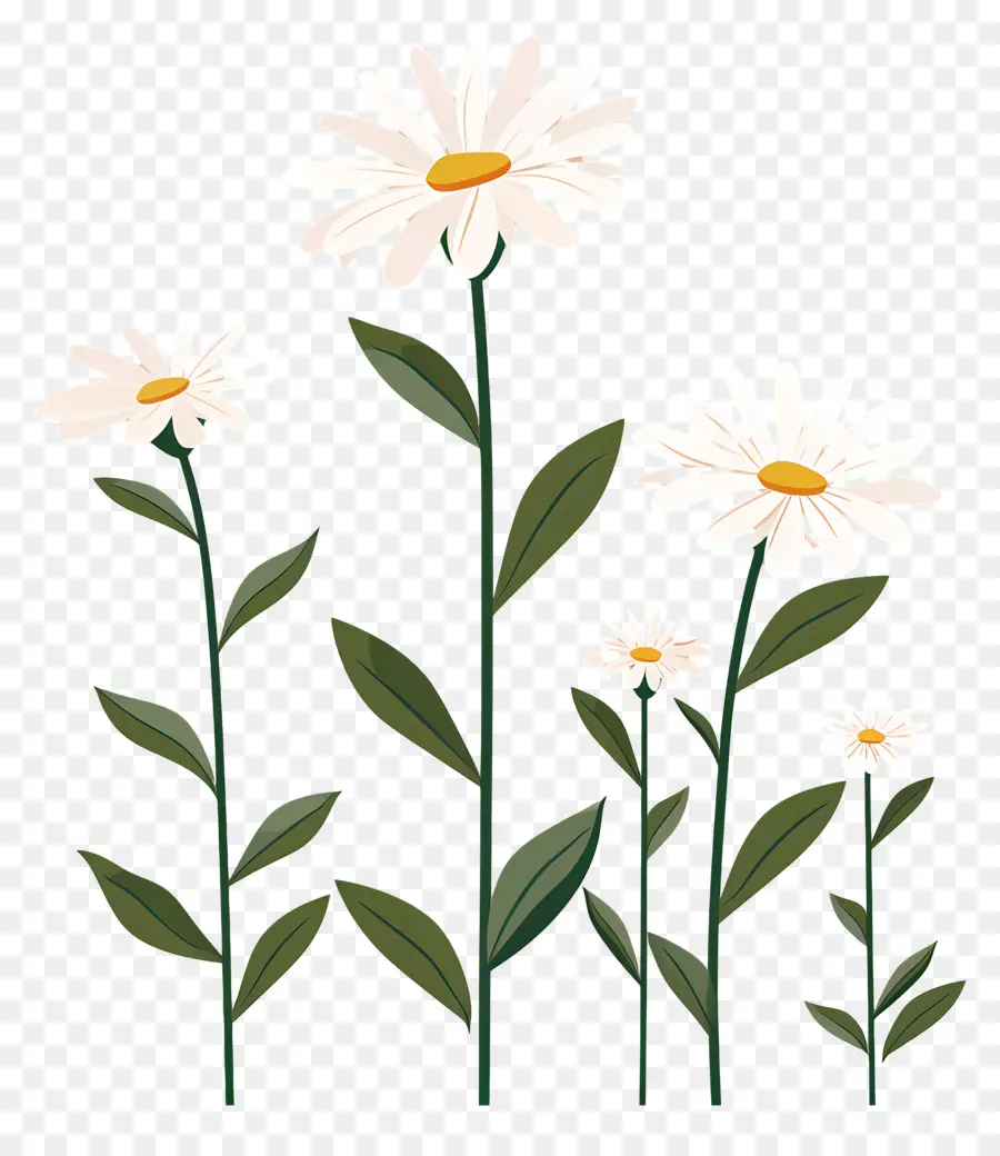 Fleurs Marguerite，Fleurs De Marguerite PNG