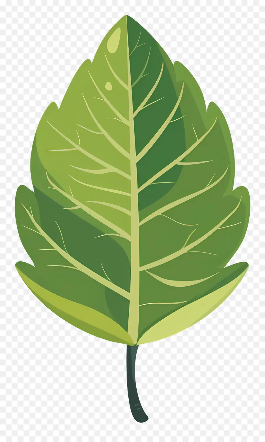 Feuille Unique，Feuille Verte PNG