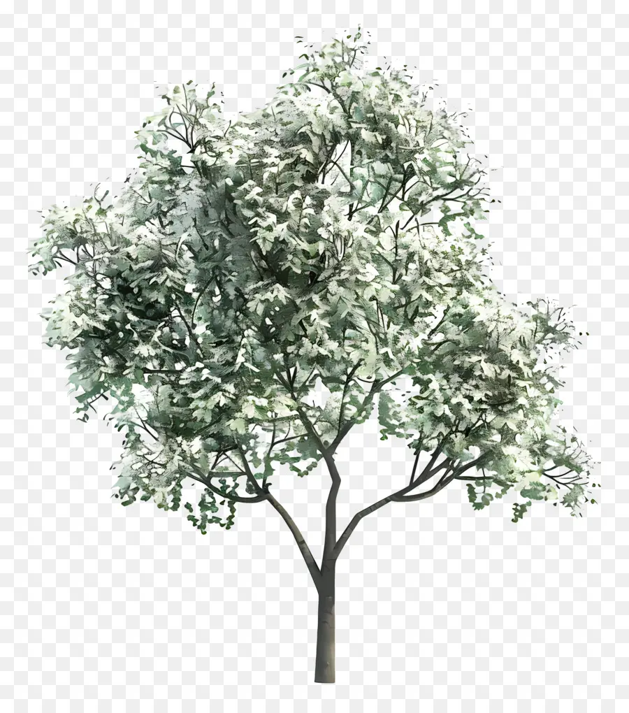 Arbre Animé，Arbre PNG