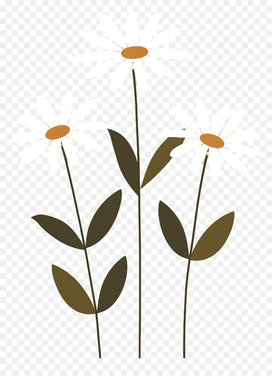 Fleurs Marguerite，Fleurs Simples PNG